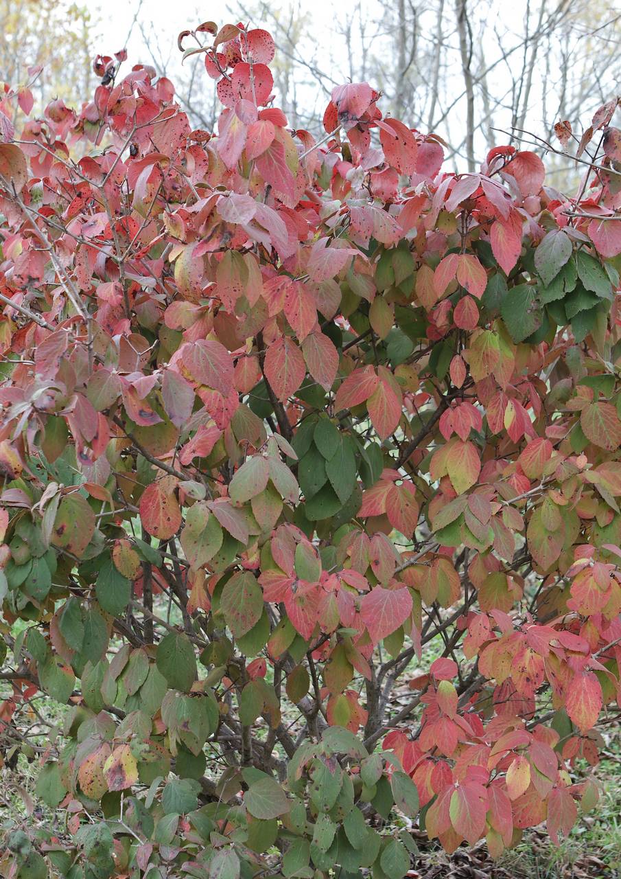 Photo of Judd Viburnum